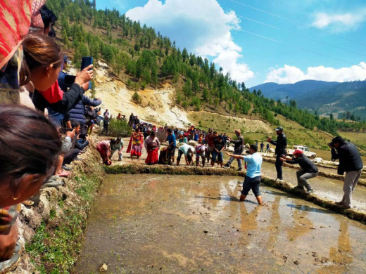मार्सी धान रोप्न जुम्लाका किसानलाई भ्याइनभ्याइ